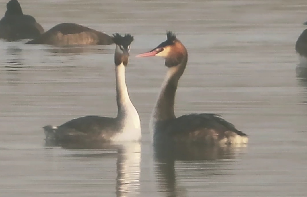 twee futen op het water