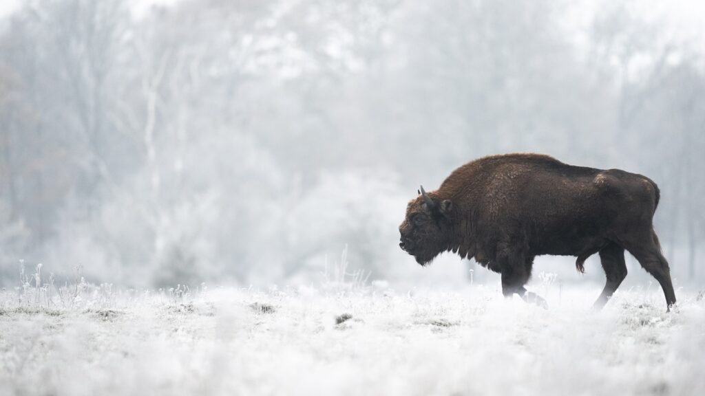 wisent in sneeuw