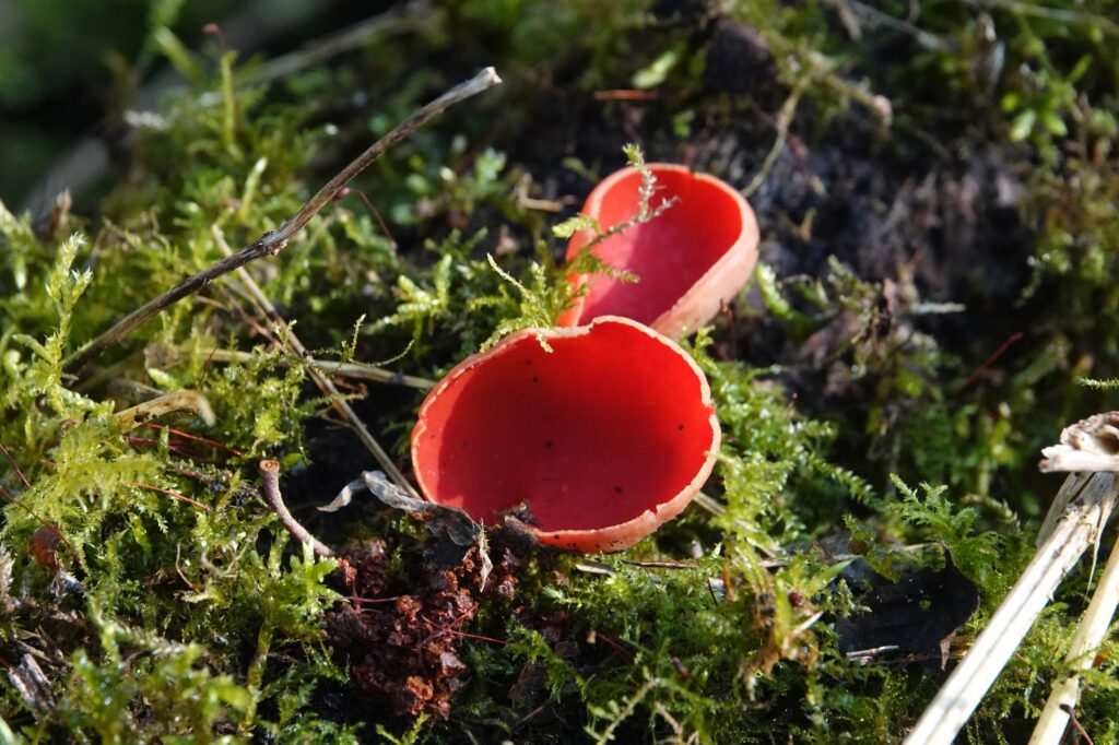 Rode spetter in de sneeuw