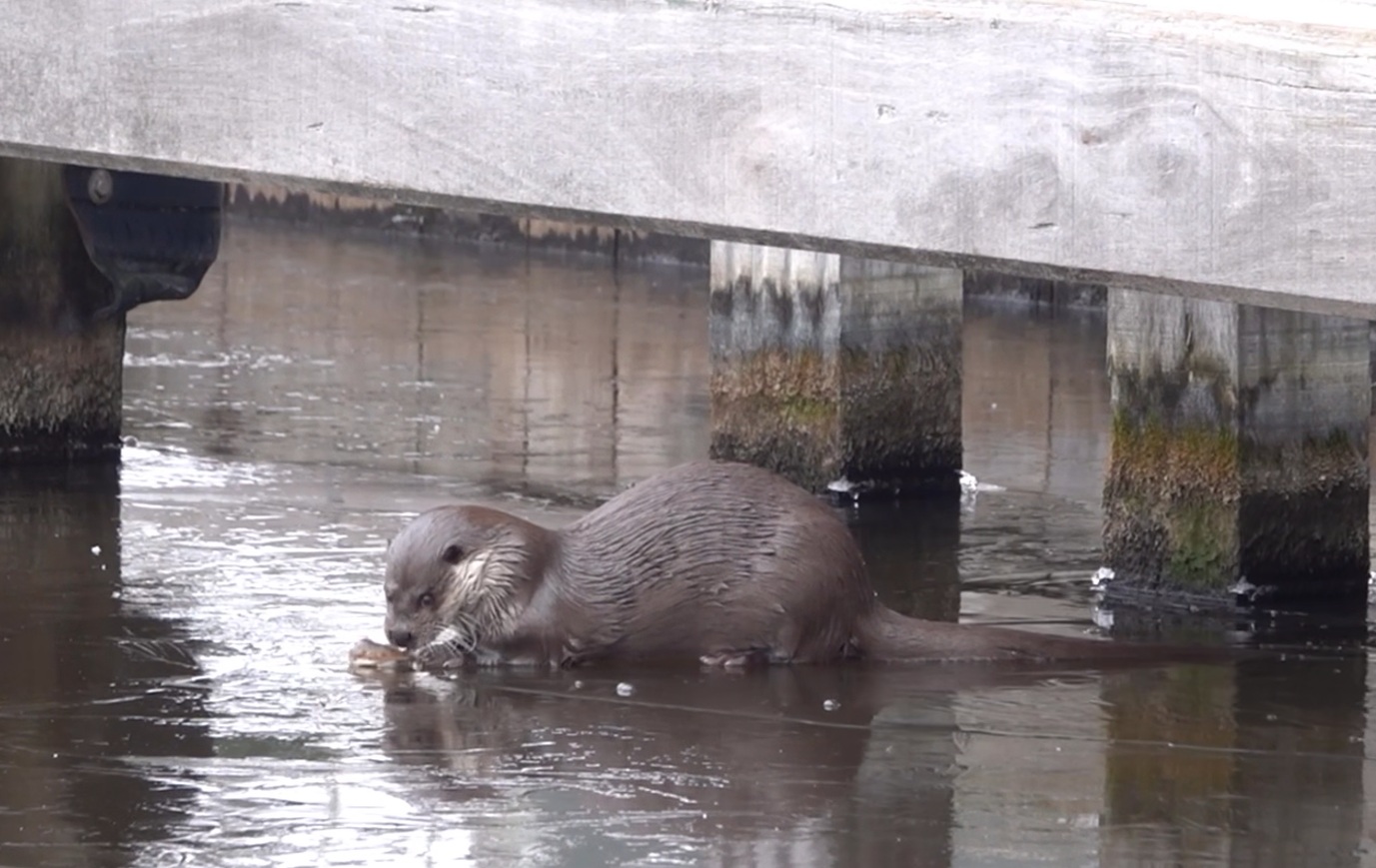 Otter op het ijs