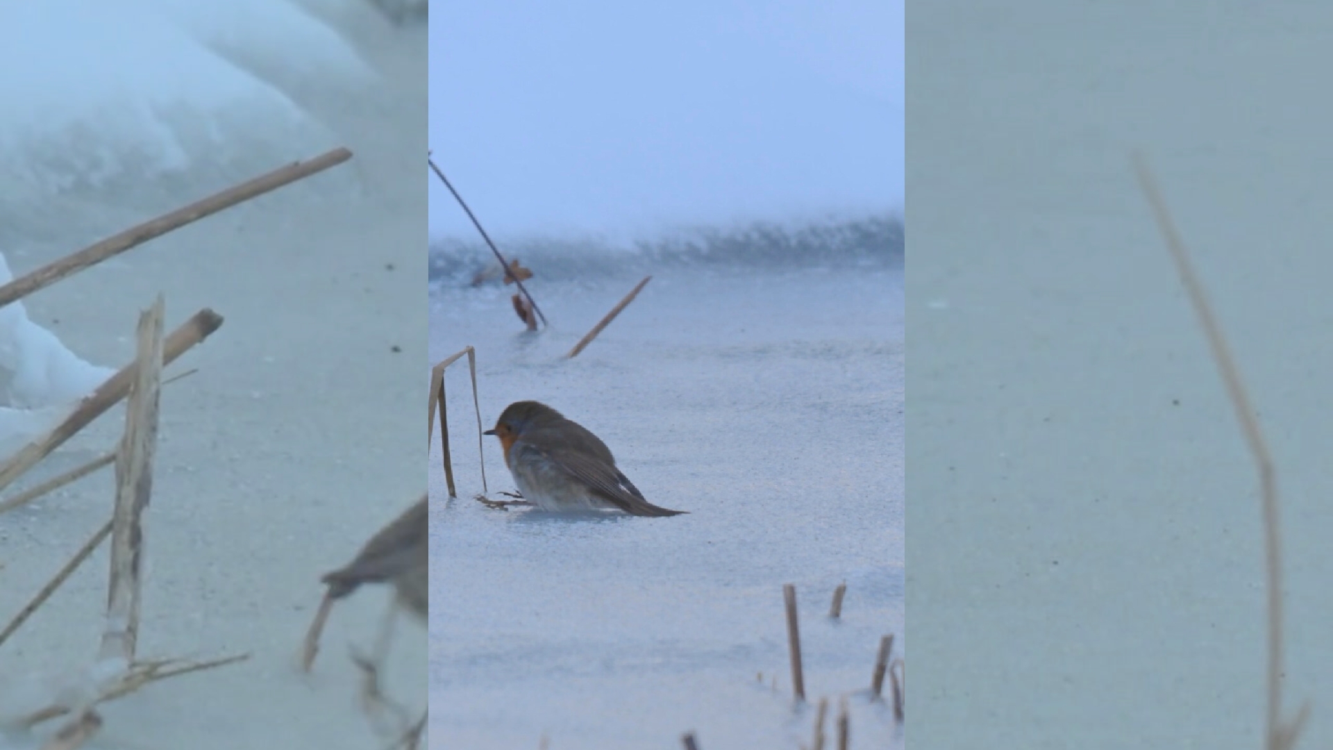 roodborst op ijs