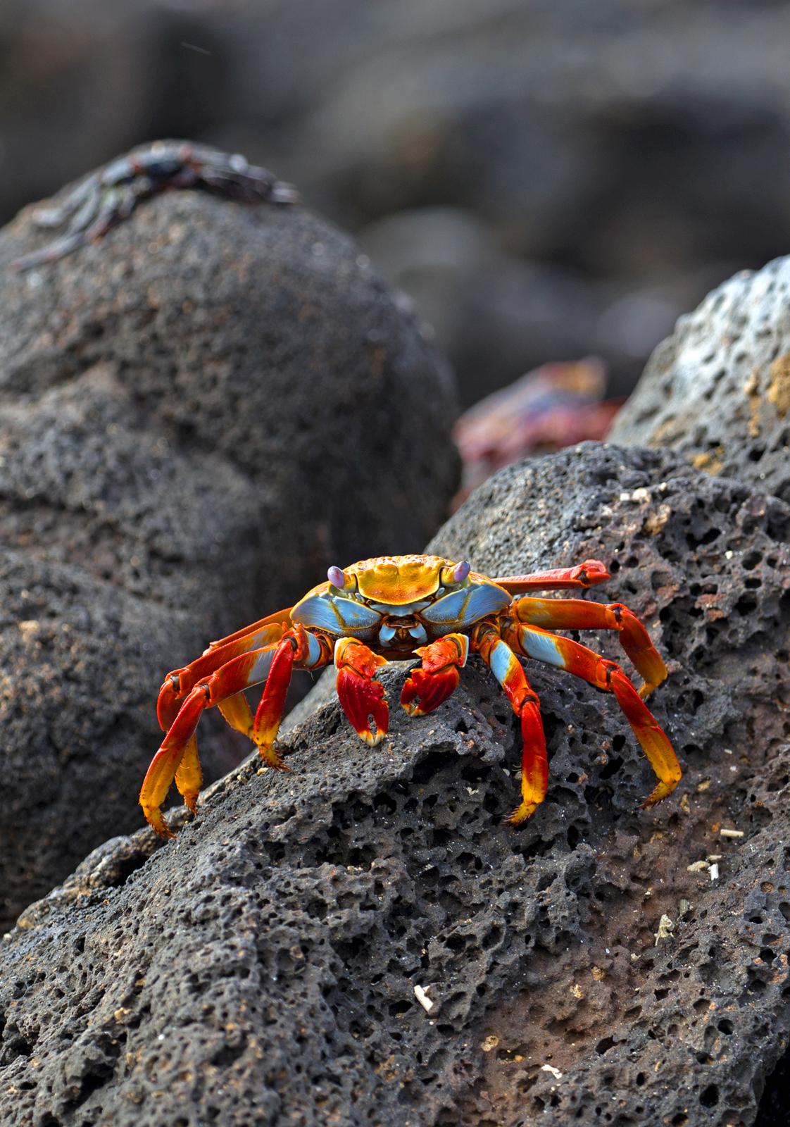 Sally Lightfoot crab