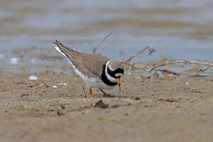 Baltsende bontbekplevier