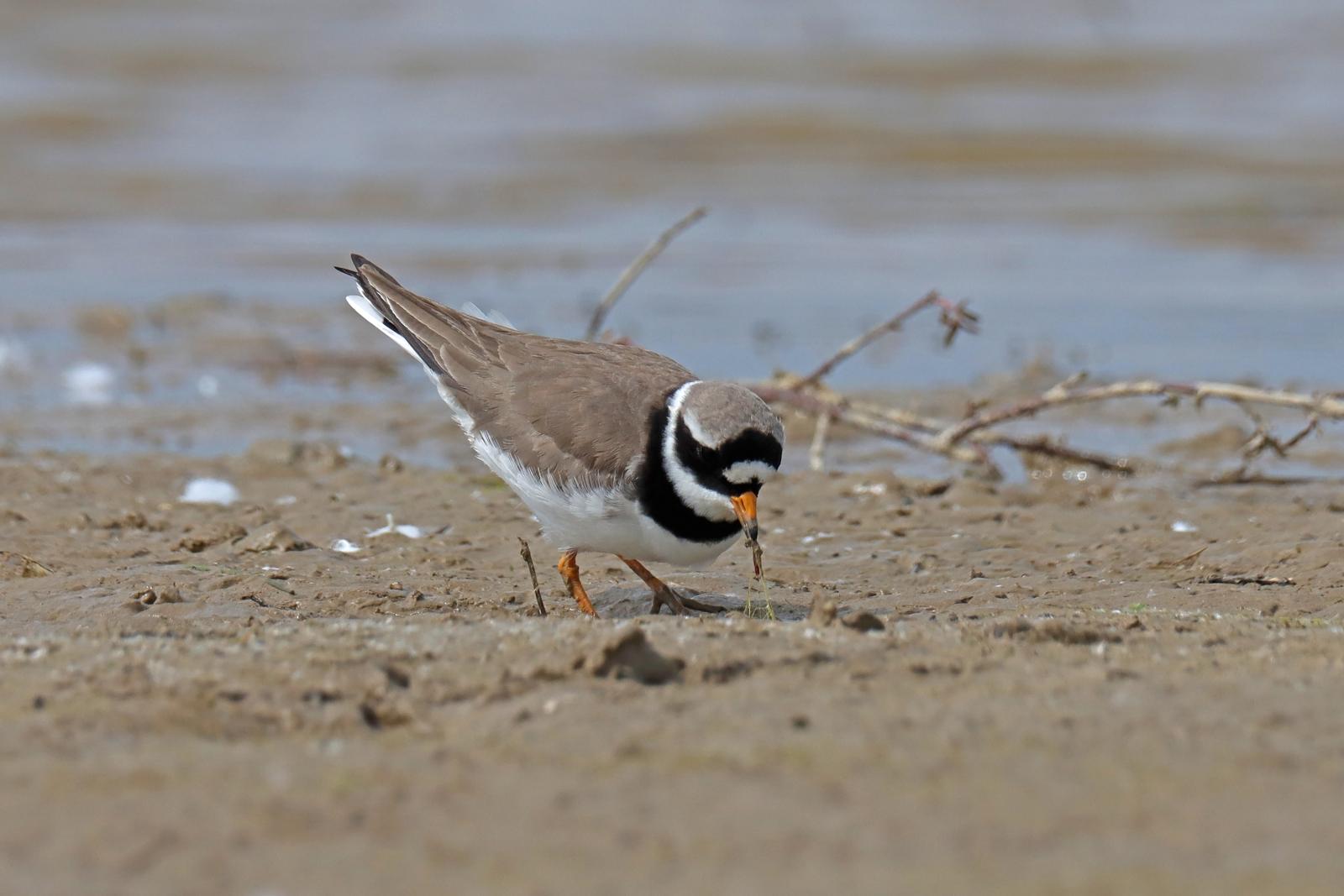Baltsende bontbekplevier