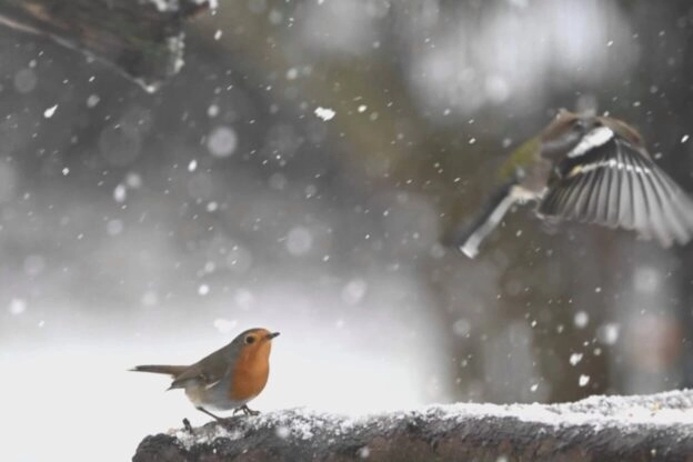roodborst in de sneeuw