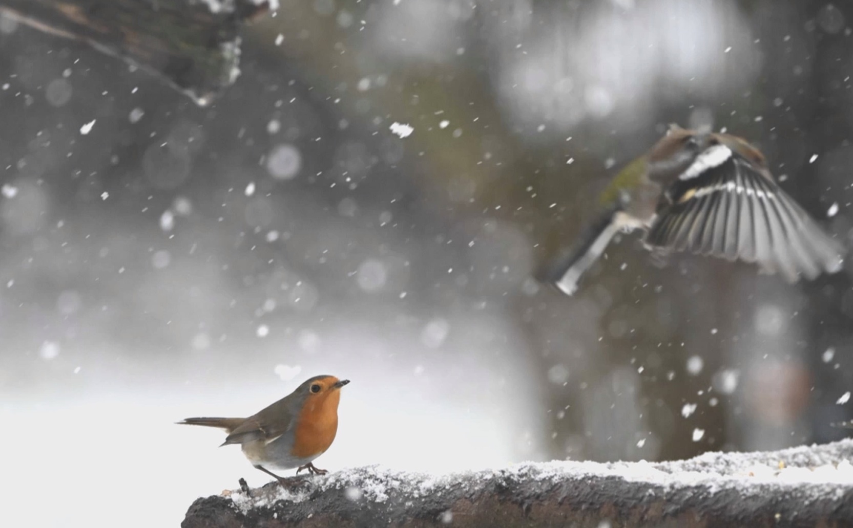 roodborst in de sneeuw