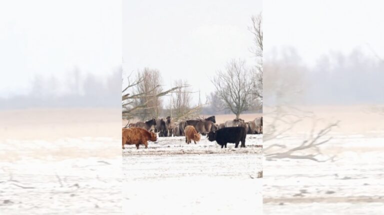 grazers in de sneeuw