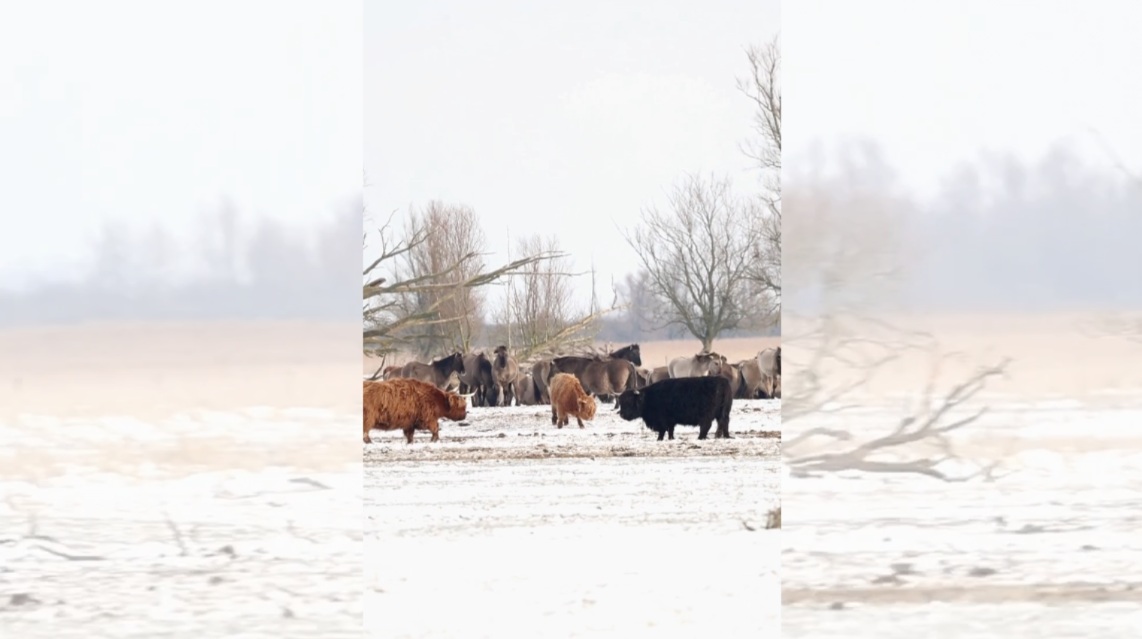 grazers in de sneeuw