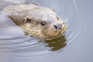Otter