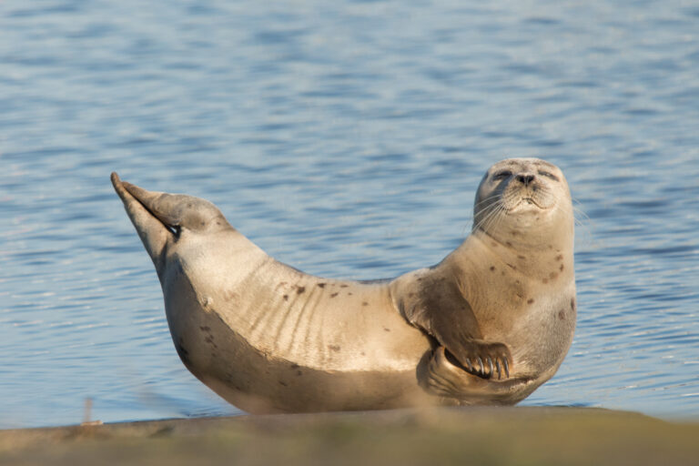 Nikon Comedy Wildlife Awards 2025