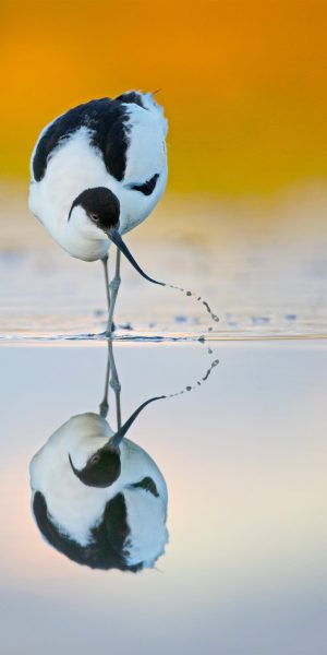 The pied avocet (Recurvirostra avosetta) scything its bill from side to side in water; a feeding technique that is unique to the avocet. Wommels, Friesland, The Netherlands